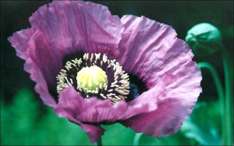image145 Opium poppy  - Papaver somniferum